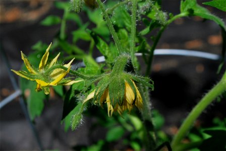Multiple blossoms merged into one on a tomato plant (Solanum lycopersicum) in a residential vegetable garden. photo