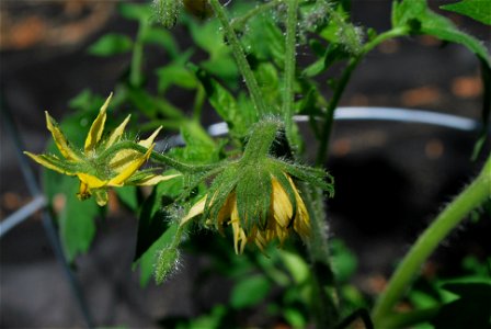 Multiple blossoms merged into one on a tomato plant (Solanum lycopersicum) in a residential vegetable garden.