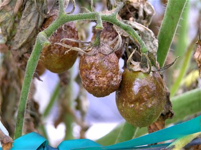 Late blight of tomato caused by Phytophthora infestans photo