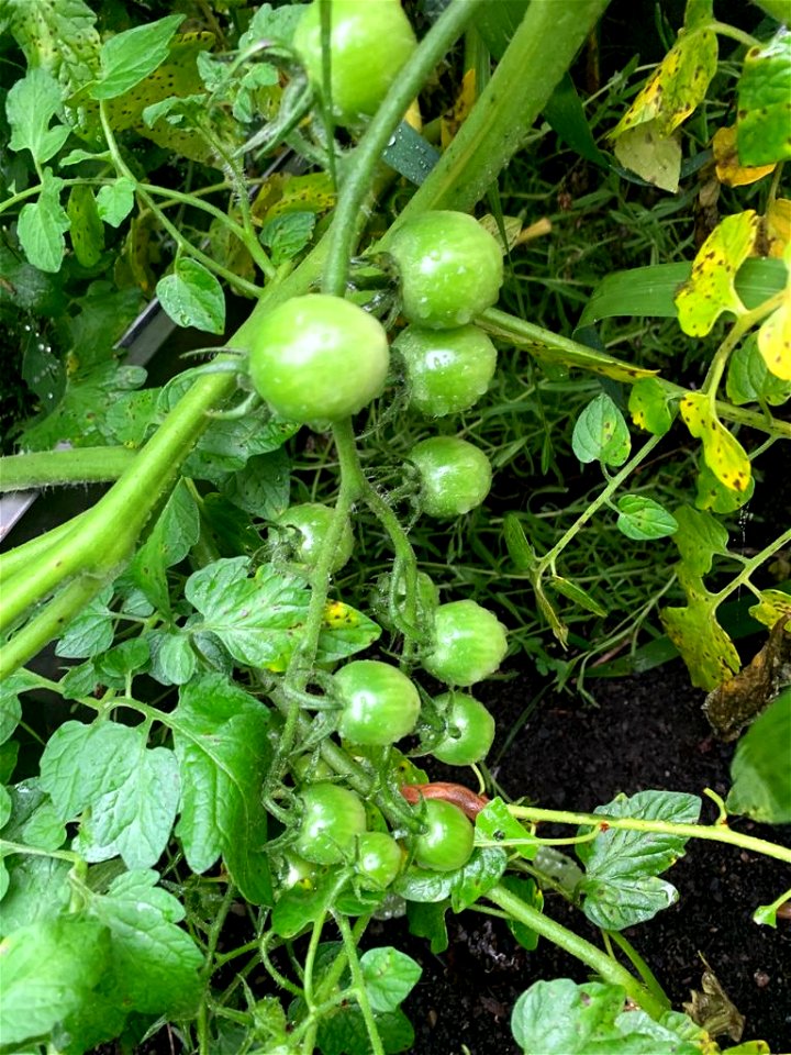 Tomatoes grown in a farm