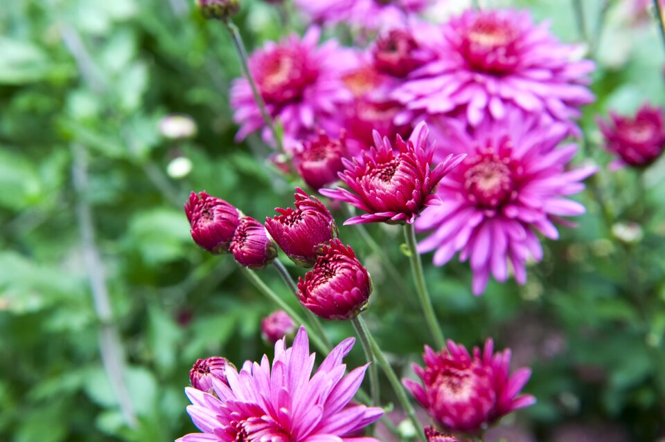 Plants park nature