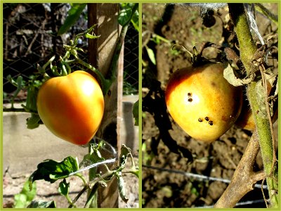 Nezara viridula damage on tomato 2010