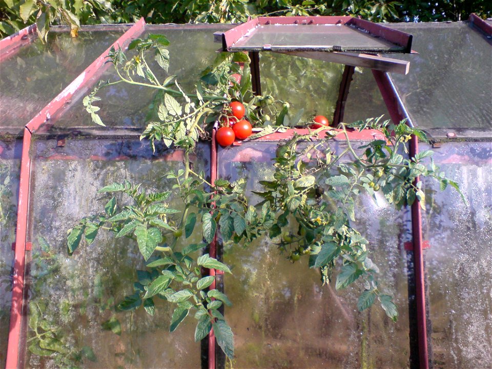 Tomatoes in plant out from glasshouse