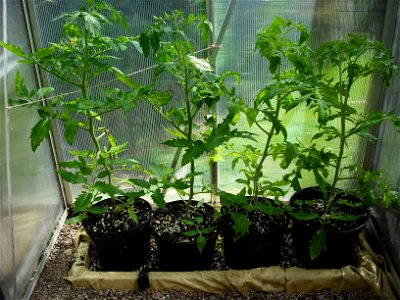 Four tomato plants being cultivated using the ring culture method. The wooden frame is lined with waterproof plastic and filled with gravel and water. The pots have no bottom, so roots from the tomato