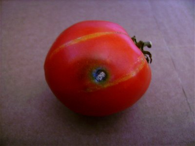 Bored tomato, cultivar Ace, Castelltallat, Catalonia photo