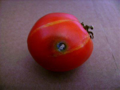 Bored tomato, cultivar Ace, Castelltallat, Catalonia