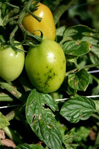 Bacterial speck of tomato in the field, upstate New York