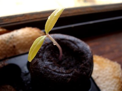 A Tomato Sprout photo