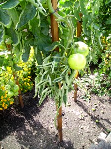 A sprawling tomato plant (Solanum lycopersicum) with green fruits