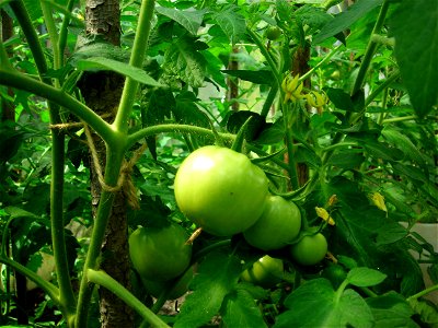 Green Tomato photo