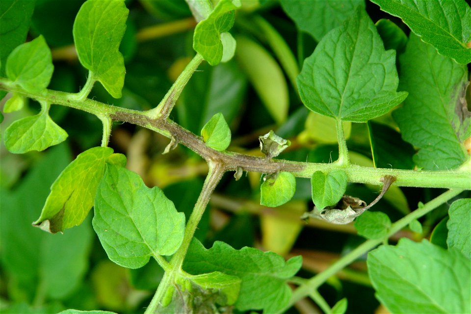 Late blight of tomato (Lycopersicon esculentum) in a garden near Hilo, Hawaii, caused by Phyophthora infestans