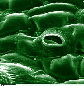 Colorized electron microscope image of a stoma on the leaf of a tomato plant.