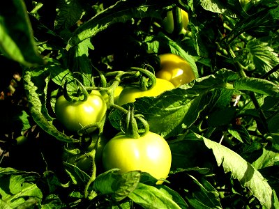 Green tomatoes on a plant.