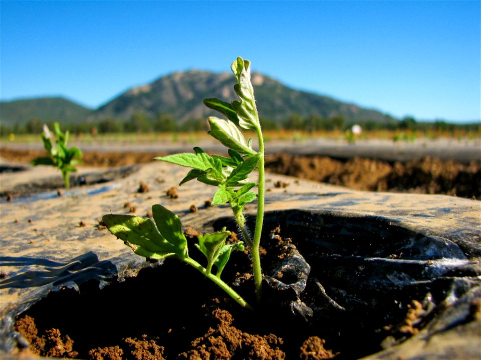 Tomato plant just after planting on a tomato farm in north Queensland, Australia.