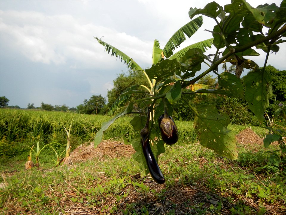 Barangay Catulinan Welcome Arch in Ilang-Ilang street, Zone 6, Solanum melongena beside Barangay Matangtubig, and Calantipay, Baliuag, Bulacan, province, landscapes, (Irrigation in Bulacan along Pinag