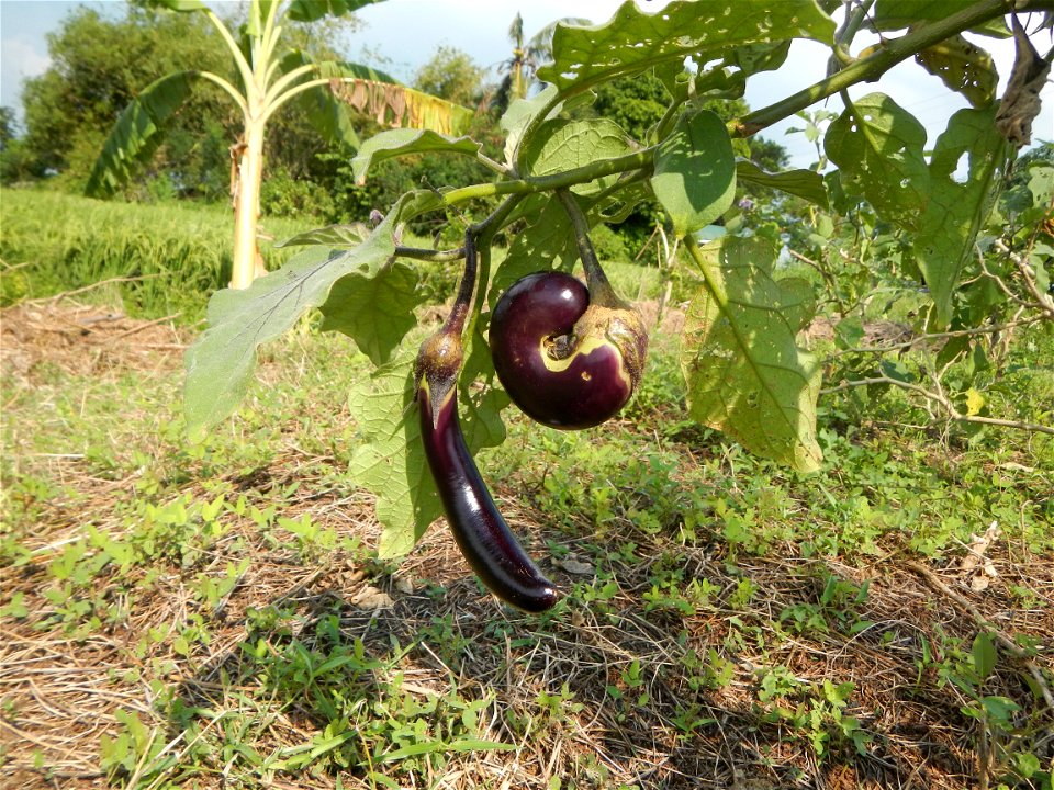 Barangay Catulinan Welcome Arch in Ilang-Ilang street, Zone 6, Solanum melongena beside Barangay Matangtubig, and Calantipay, Baliuag, Bulacan, province, landscapes, (Irrigation in Bulacan along Pinag