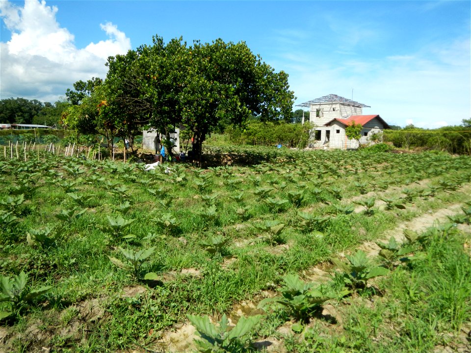 Barangay Taal, Pulilan, Bulacan, Hall, Chapel, Basketball court and Vegetable plantations  along Pulilan-Baliuag interior National Road.
