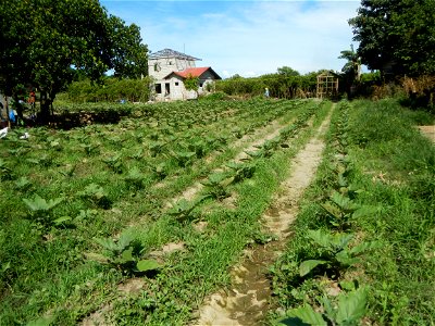 Barangay Taal, Pulilan, Bulacan, Hall, Chapel, Basketball court and Vegetable plantations  along Pulilan-Baliuag interior National Road.