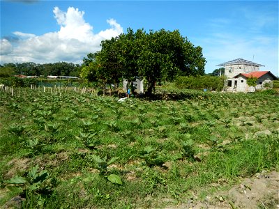 Barangay Taal, Pulilan, Bulacan, Hall, Chapel, Basketball court and Vegetable plantations  along Pulilan-Baliuag interior National Road.