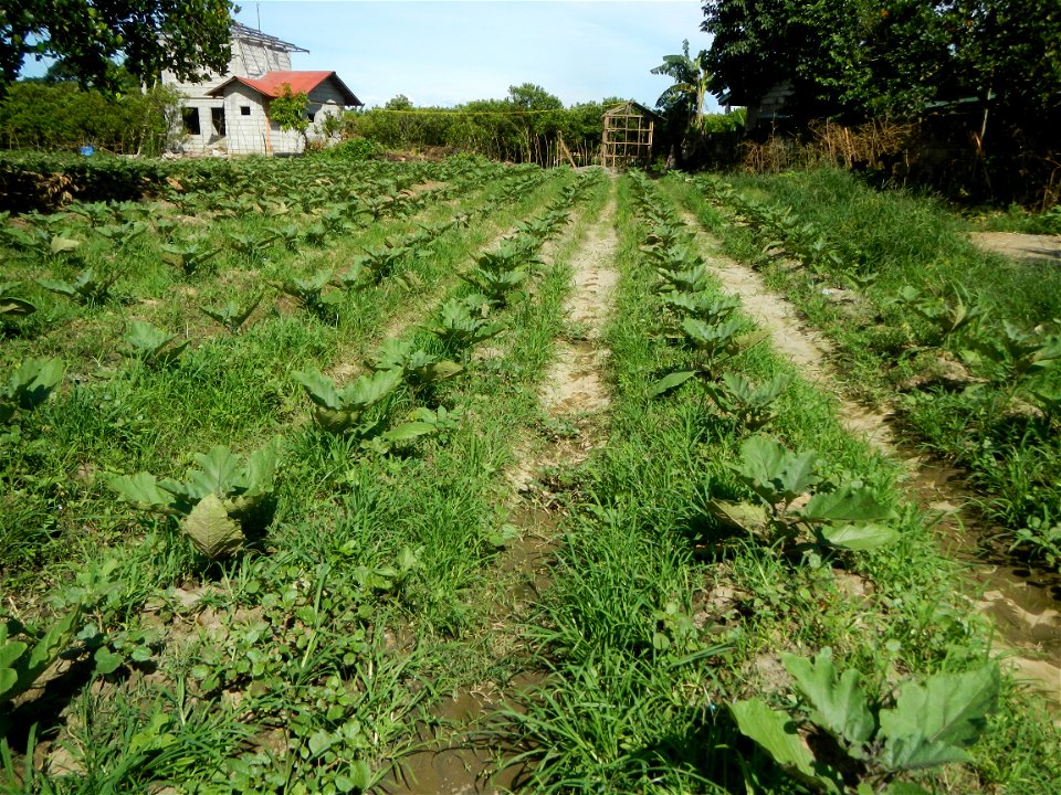 Barangay Taal, Pulilan, Bulacan, Hall, Chapel, Basketball court and Vegetable plantations  along Pulilan-Baliuag interior National Road.