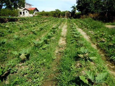 Barangay Taal, Pulilan, Bulacan, Hall, Chapel, Basketball court and Vegetable plantations  along Pulilan-Baliuag interior National Road.
