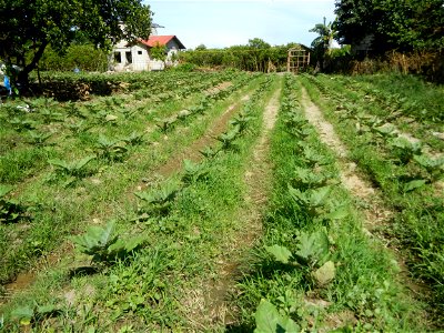 Barangay Taal, Pulilan, Bulacan, Hall, Chapel, Basketball court and Vegetable plantations  along Pulilan-Baliuag interior National Road.