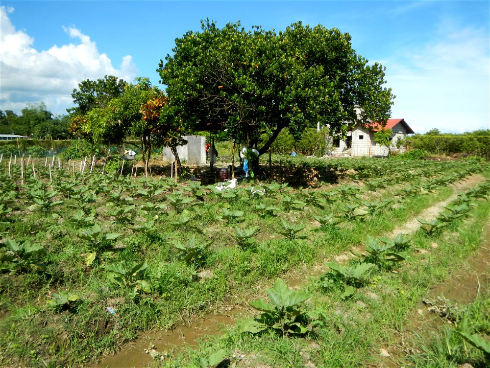 Kangkung Ipomoea aquatica or Taiwanese or Chinese Kangkung, Spinacia oleracea and Solanum melongena fields in the Philippines in Barangay Taal, Pulilan, Bulacan, Hall, Chapel, Basketball court and Veg