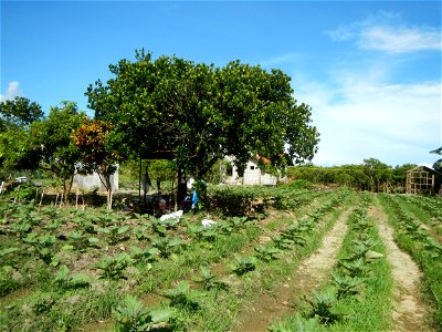 Kangkung Ipomoea aquatica or Taiwanese or Chinese Kangkung, Spinacia oleracea and Solanum melongena fields in the Philippines in Barangay Taal, Pulilan, Bulacan, Hall, Chapel, Basketball court and Veg