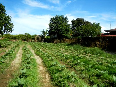 Kangkung Ipomoea aquatica or Taiwanese or Chinese Kangkung, Spinacia oleracea and Solanum melongena fields in the Philippines in Barangay Taal, Pulilan, Bulacan, Hall, Chapel, Basketball court and Veg