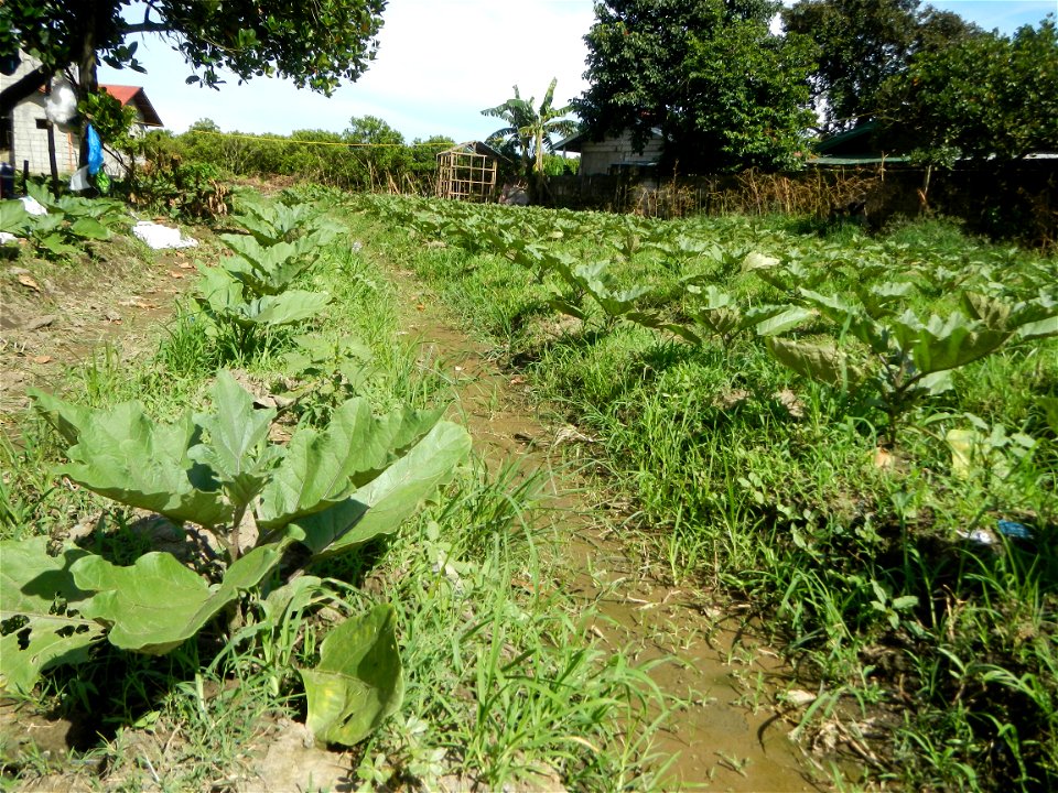 Kangkung Ipomoea aquatica or Taiwanese or Chinese Kangkung, Spinacia oleracea and Solanum melongena fields in the Philippines in Barangay Taal, Pulilan, Bulacan, Hall, Chapel, Basketball court and Veg
