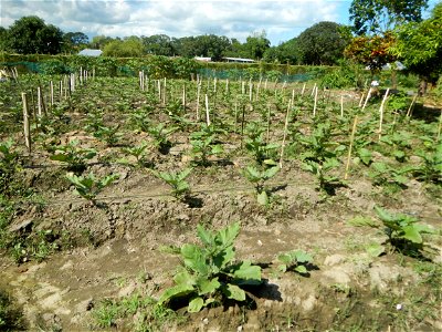 Kangkung Ipomoea aquatica or Taiwanese or Chinese Kangkung, Spinacia oleracea and Solanum melongena fields in the Philippines in Barangay Taal, Pulilan, Bulacan, Hall, Chapel, Basketball court and Veg