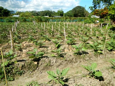 Kangkung Ipomoea aquatica or Taiwanese or Chinese Kangkung, Spinacia oleracea and Solanum melongena fields in the Philippines in Barangay Taal, Pulilan, Bulacan, Hall, Chapel, Basketball court and Veg