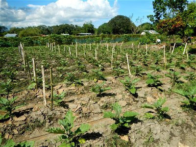 Kangkung Ipomoea aquatica or Taiwanese or Chinese Kangkung, Spinacia oleracea and Solanum melongena fields in the Philippines in Barangay Taal, Pulilan, Bulacan, Hall, Chapel, Basketball court and Veg