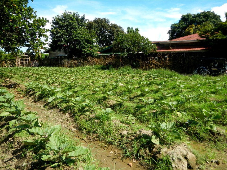 Kangkung Ipomoea aquatica or Taiwanese or Chinese Kangkung, Spinacia oleracea and Solanum melongena fields in the Philippines in Barangay Taal, Pulilan, Bulacan, Hall, Chapel, Basketball court and Veg