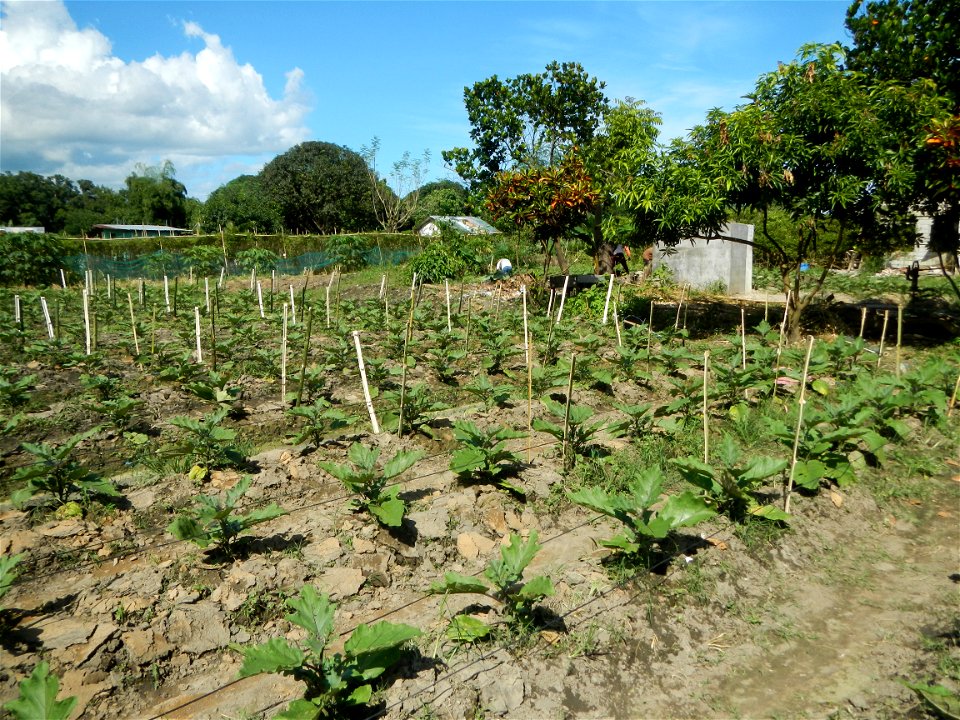 Kangkung Ipomoea aquatica or Taiwanese or Chinese Kangkung, Spinacia oleracea and Solanum melongena fields in the Philippines in Barangay Taal, Pulilan, Bulacan, Hall, Chapel, Basketball court and Veg
