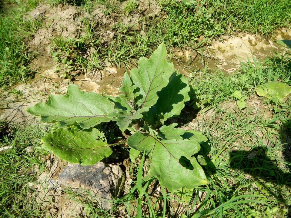 Kangkung Ipomoea aquatica or Taiwanese or Chinese Kangkung, Spinacia oleracea and Solanum melongena fields in the Philippines in Barangay Taal, Pulilan, Bulacan, Hall, Chapel, Basketball court and Veg
