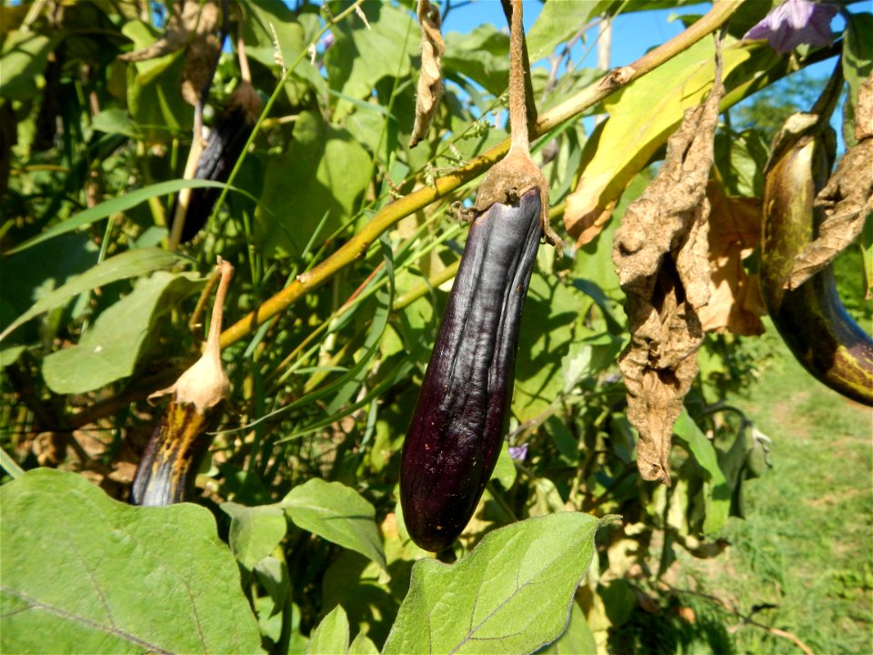 Eggplants, Okra (Abelmoschus esculentus) fields in the Philippines, Basella alba, Alugbati vegetable Basella alba used in  Utan, Vigna unguiculata subsp. sesquipedalis or Sitaw or string beans, Siling
