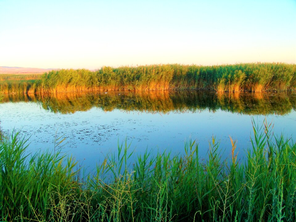 Reed nature landscape