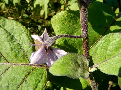 Eggplants, Okra (Abelmoschus esculentus) fields in the Philippines, Basella alba, Alugbati vegetable Basella alba used in  Utan, Vigna unguiculata subsp. sesquipedalis or Sitaw or string beans, Siling