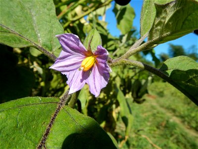 Eggplants, Okra (Abelmoschus esculentus) fields in the Philippines, Basella alba, Alugbati vegetable Basella alba used in  Utan, Vigna unguiculata subsp. sesquipedalis or Sitaw or string beans, Siling