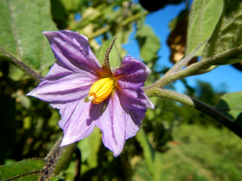 Eggplants, Okra (Abelmoschus esculentus) fields in the Philippines, Basella alba, Alugbati vegetable Basella alba used in  Utan, Vigna unguiculata subsp. sesquipedalis or Sitaw or string beans, Siling