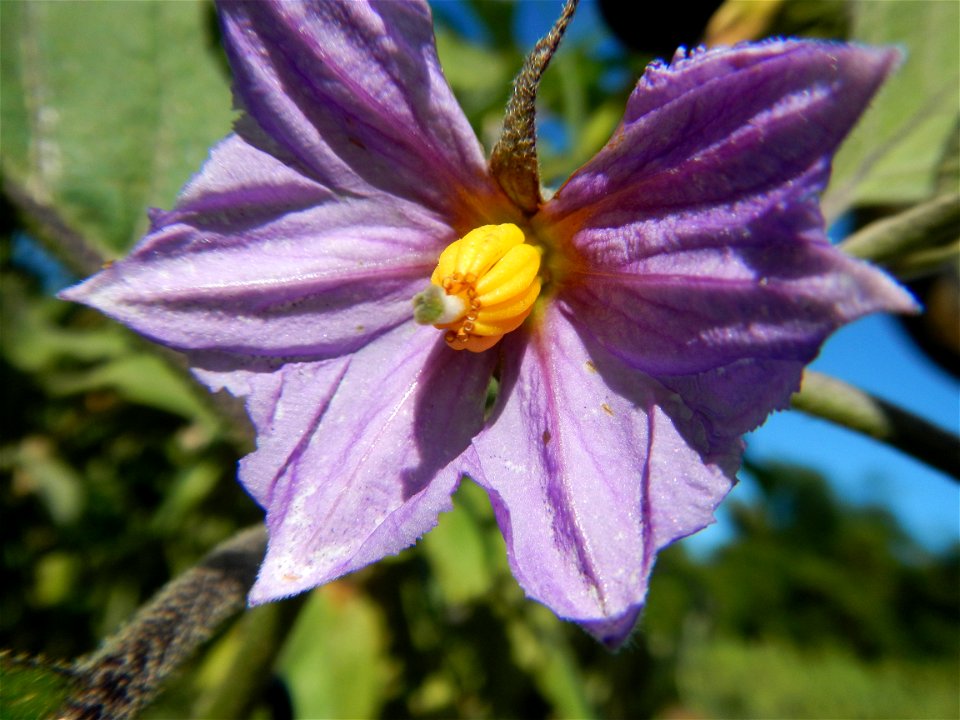 Eggplants, Okra (Abelmoschus esculentus) fields in the Philippines, Basella alba, Alugbati vegetable Basella alba used in  Utan, Vigna unguiculata subsp. sesquipedalis or Sitaw or string beans, Siling