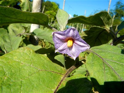 Eggplants, Okra (Abelmoschus esculentus) fields in the Philippines, Basella alba, Alugbati vegetable Basella alba used in  Utan, Vigna unguiculata subsp. sesquipedalis or Sitaw or string beans, Siling