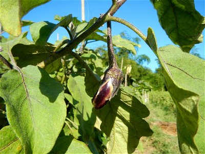 Eggplants, Okra (Abelmoschus esculentus) fields in the Philippines, Basella alba, Alugbati vegetable Basella alba used in  Utan, Vigna unguiculata subsp. sesquipedalis or Sitaw or string beans, Siling