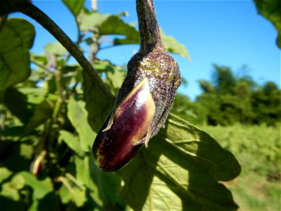 Eggplants, Okra (Abelmoschus esculentus) fields in the Philippines, Basella alba, Alugbati vegetable Basella alba used in  Utan, Vigna unguiculata subsp. sesquipedalis or Sitaw or string beans, Siling