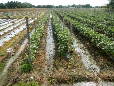 La Jardin Baliwag Home of Divine Mercy & Retreat House (Catulinan,  Baliuag, Bulacan)  14°58'5"N 120°52'36"E Siling mahaba Sileng-haba (Tag.) Capsicum annuum Banana peppers var. longum C. annuum v