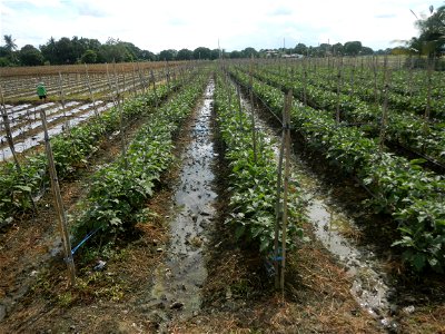 La Jardin Baliwag Home of Divine Mercy & Retreat House (Catulinan,  Baliuag, Bulacan)  14°58'5"N 120°52'36"E Siling mahaba Sileng-haba (Tag.) Capsicum annuum Banana peppers var. longum C. annuum v