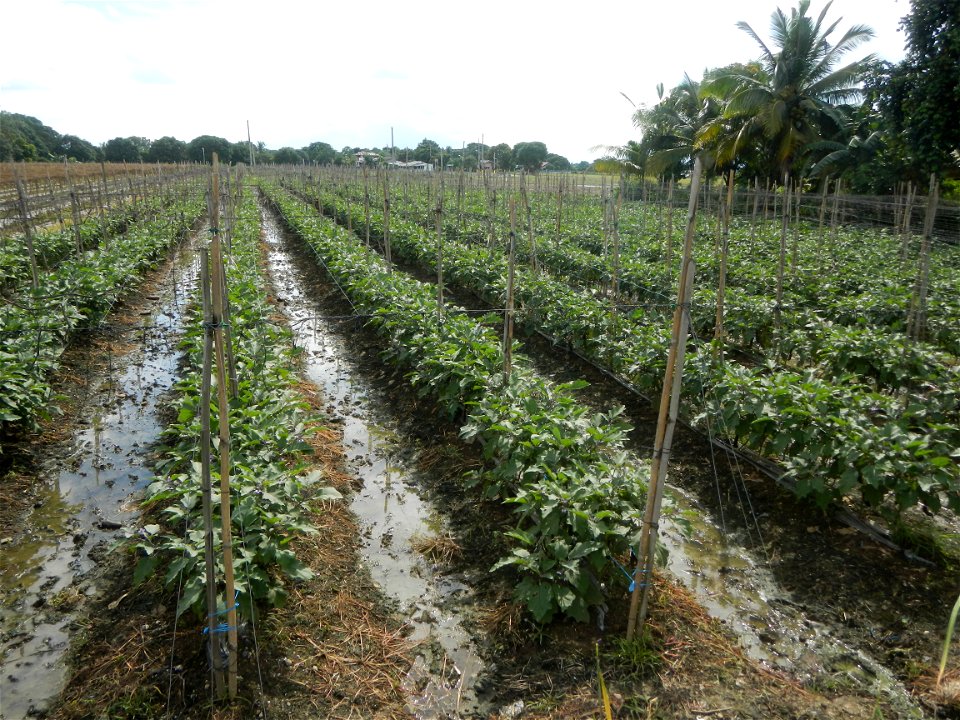 La Jardin Baliwag Home of Divine Mercy & Retreat House (Catulinan,  Baliuag, Bulacan)  14°58'5"N 120°52'36"E Siling mahaba Sileng-haba (Tag.) Capsicum annuum Banana peppers var. longum C. annuum v