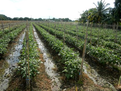 La Jardin Baliwag Home of Divine Mercy & Retreat House (Catulinan,  Baliuag, Bulacan)  14°58'5"N 120°52'36"E Siling mahaba Sileng-haba (Tag.) Capsicum annuum Banana peppers var. longum C. annuum v