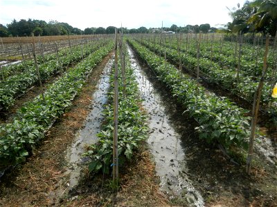 La Jardin Baliwag Home of Divine Mercy & Retreat House (Catulinan,  Baliuag, Bulacan)  14°58'5"N 120°52'36"E Siling mahaba Sileng-haba (Tag.) Capsicum annuum Banana peppers var. longum C. annuum v